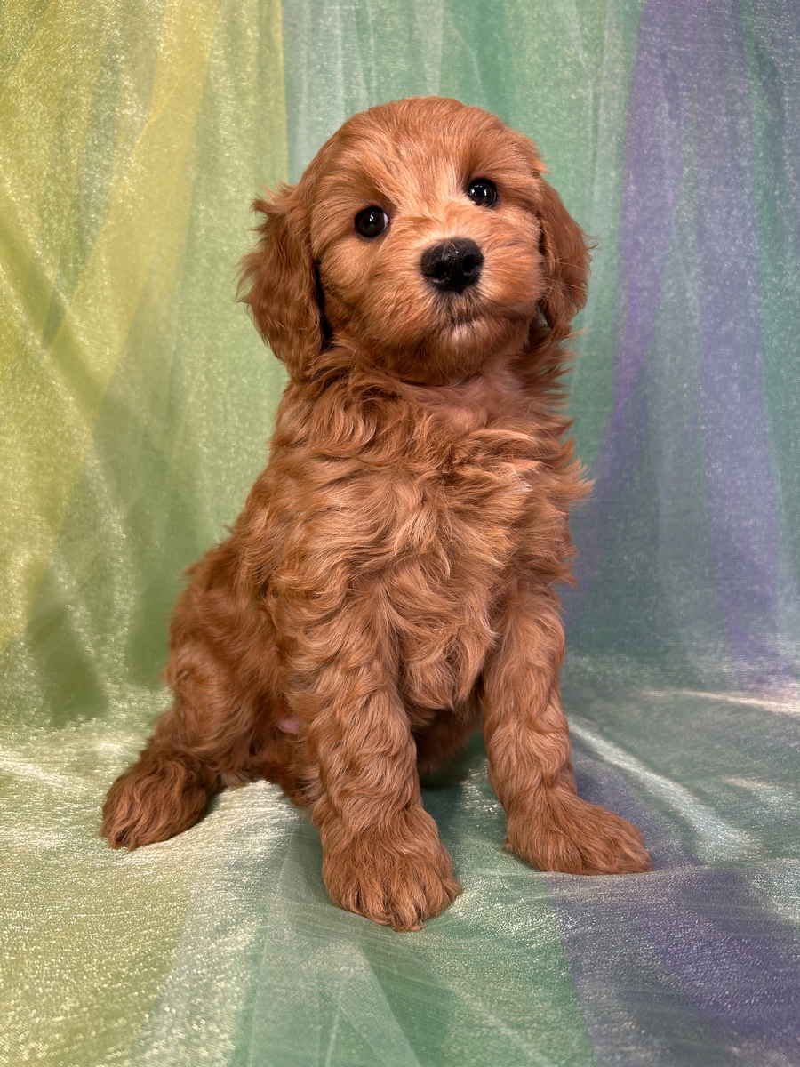 Male Mini Schnoodle Puppy for Sale DOB 1-26-2025 $950